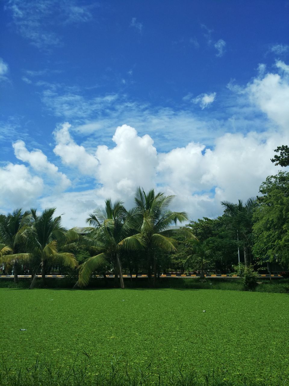 tree, nature, landscape, sky, growth, grass, field, beauty in nature, palm tree, blue, agriculture, flora, no people, tranquility, summer, scenics, outdoors, day