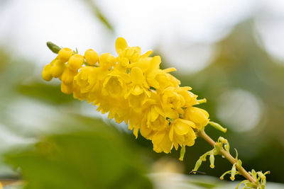 Close up of mahonia x media flowers in bloom