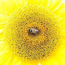 Close-up of insect on yellow flower