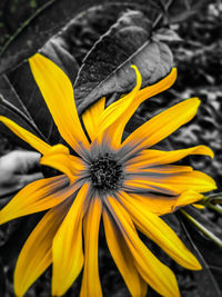 Close-up of yellow flower