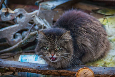 Portrait of angry stray cat at junk yard