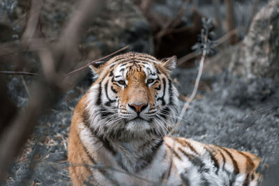 Close-up of tiger