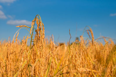 Close-up of stalks in field against blue sky