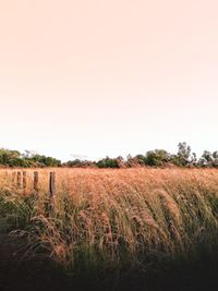 Scenic view of field against clear sky