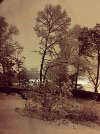 Bare trees on landscape