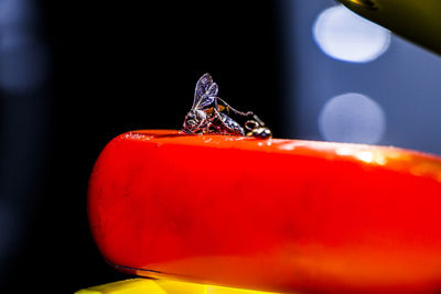 Close-up of red umbrella