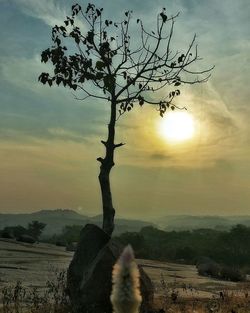 Bare tree on landscape against sunset sky