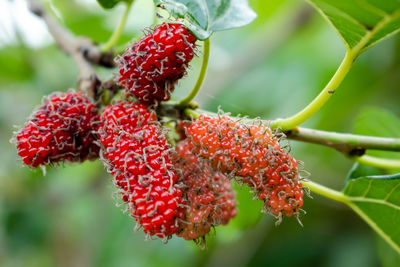 Close-up of strawberry growing on plant