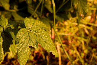 Close-up of fresh green leaves on plant