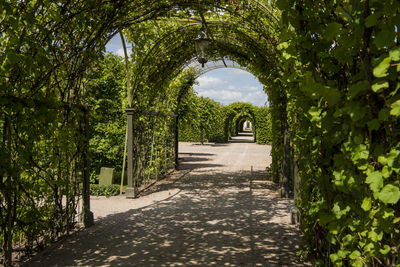 Footpath amidst trees in garden