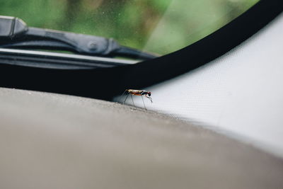 Close-up of housefly