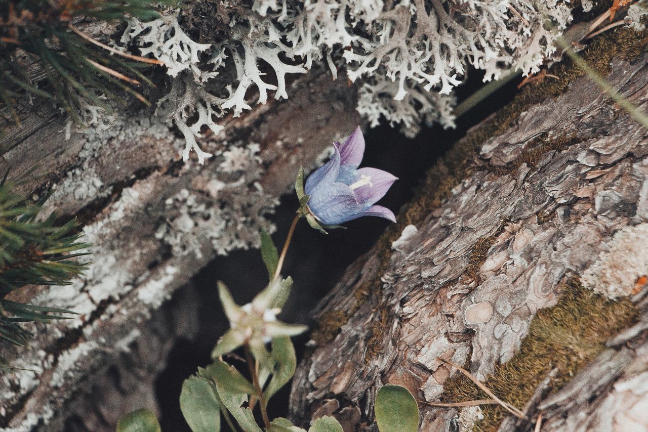 HIGH ANGLE VIEW OF DEAD PLANTS