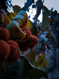 Low angle view of fruits on tree