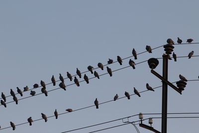 Low angle view of pigeons perching on cable against sky