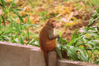 Monkey sitting on plant outdoors