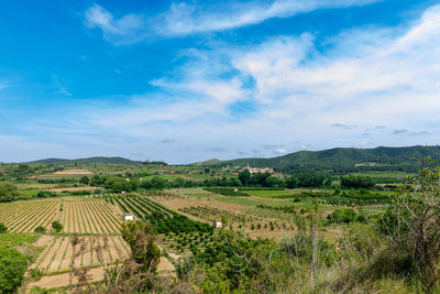 Scenic view of the agricultural field against sky