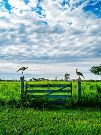 Scenic view of grassy field against cloudy sky