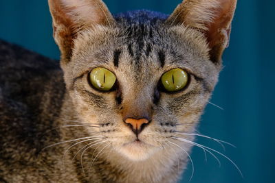 Close-up portrait of cat