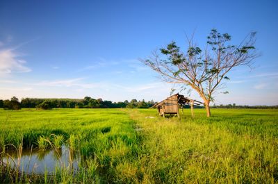 Scenic view of agricultural field against sky