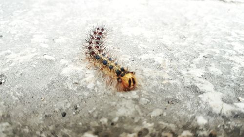 High angle view of insect on rock