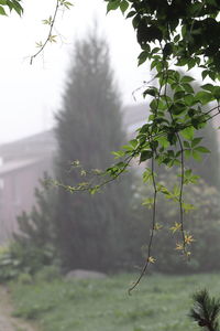 Close-up of plant against sky