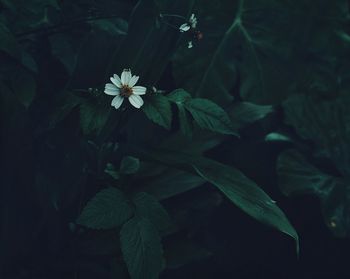 Close-up of flowers