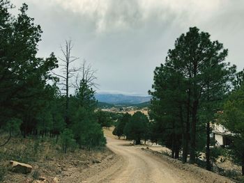 Empty road along plants and trees against sky