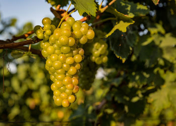 Low angle view of grapes growing on tree