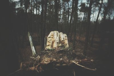 View of tree trunks on field