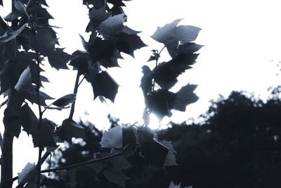 Low angle view of flowering plant against sky