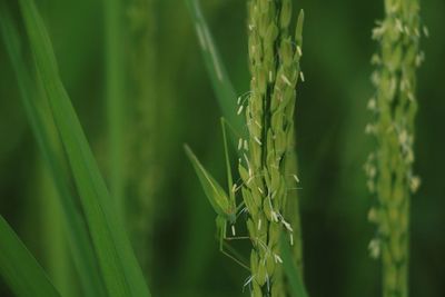 Close-up of wheat growing on field