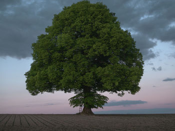 Tree by plants against sky