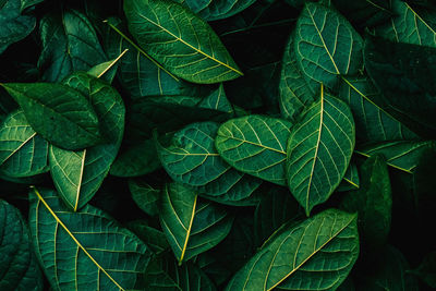 Full frame shot of leaves