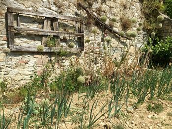 Plant growing in old town