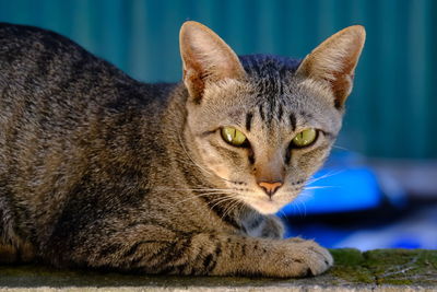 Close-up of a cat looking away