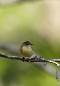 Close-up of bird perching on branch