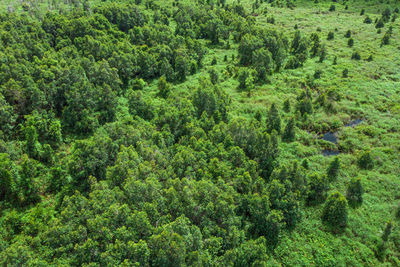 High angle view of pine trees in forest