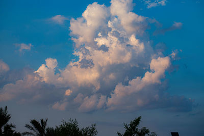 Low angle view of trees against sky