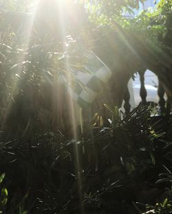 Sunlight streaming through trees