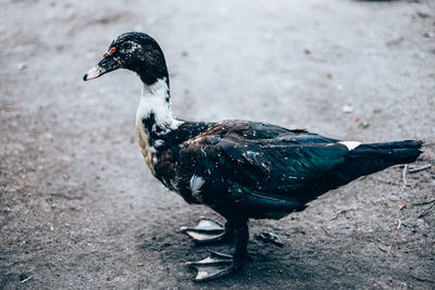 Close-up of duck