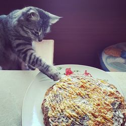 Close-up of cat on table