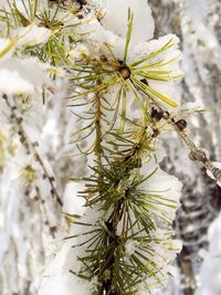 Close-up of pine tree