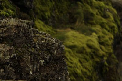 Close-up of moss on rock