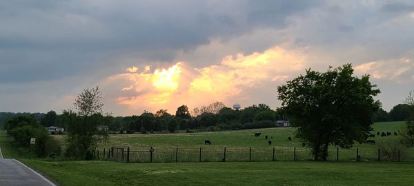 Panoramic view of trees on field against sky at sunset