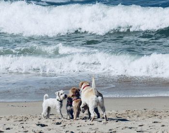 Dogs on beach