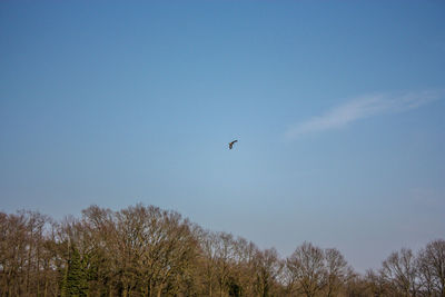 Low angle view of birds flying in the sky