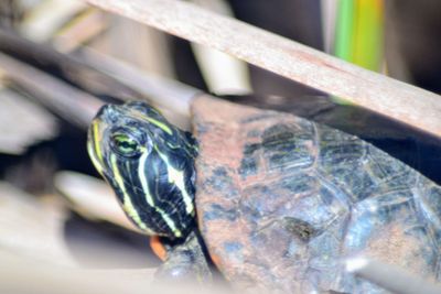 Close-up portrait of tortoise