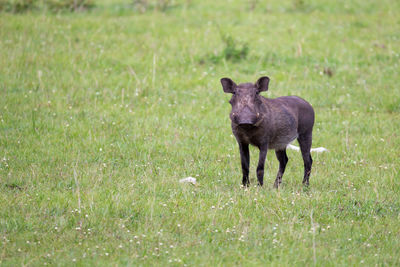 Sheep in a field