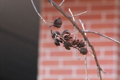 Close-up of plant