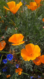 Close-up of yellow flower